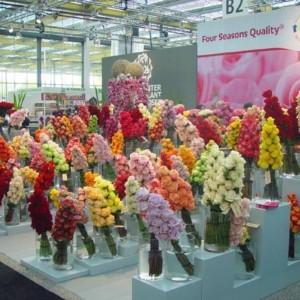 IFTF i Royal FloraHolland Trade Fair Aalsmeer - targi w Holandii