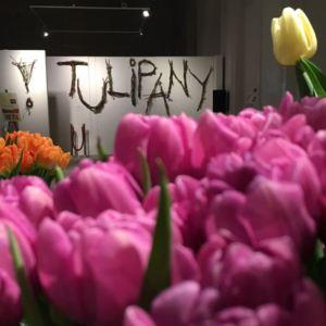 tulipany wystawa