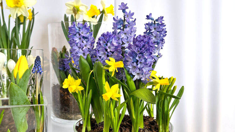 wiosenne kwiaty cebulowe