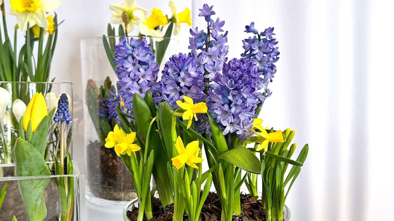 wiosenne kwiaty cebulowe