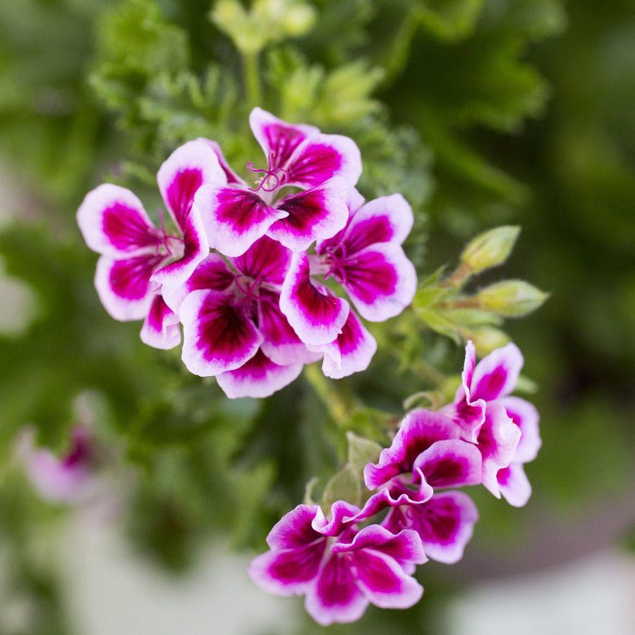 Pelargonia odmiany