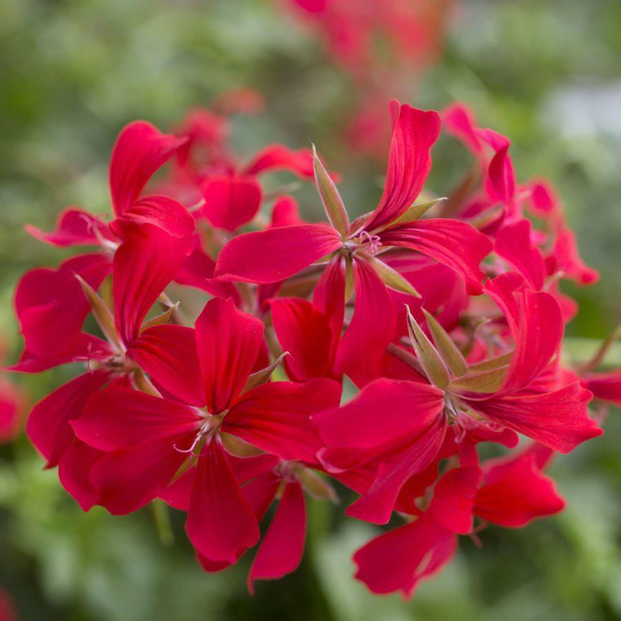 Pelargonia odmiany