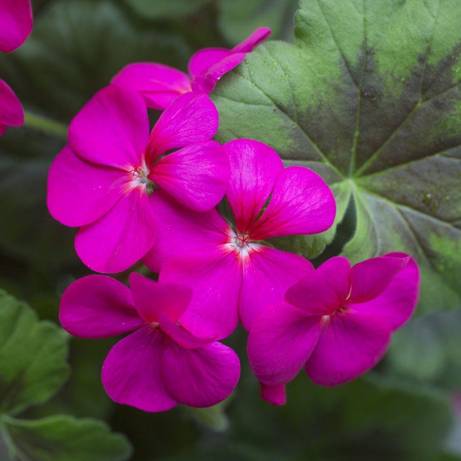 Pelargonia odmiany