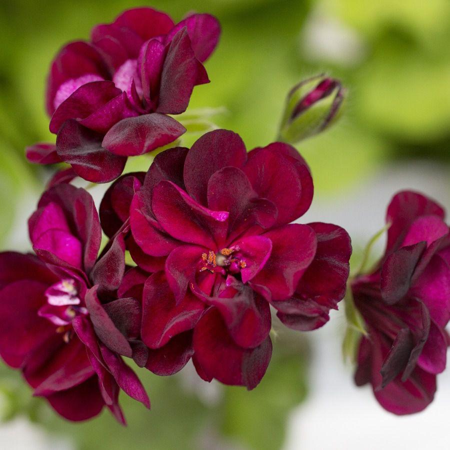 Pelargonia odmiany