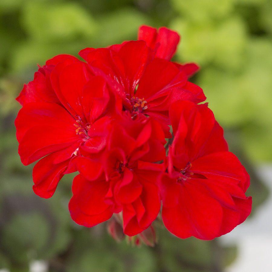 Pelargonia odmiany