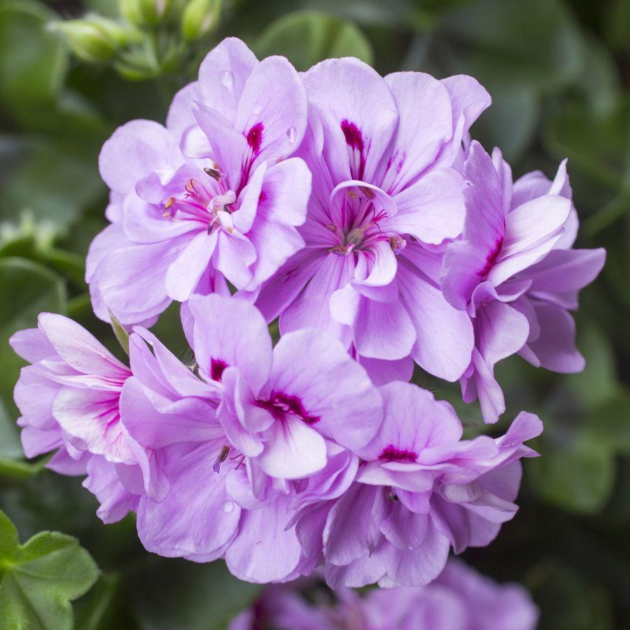 Pelargonia odmiany