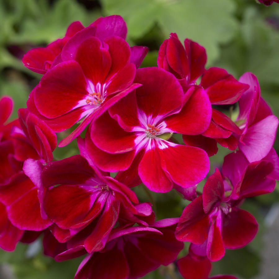 Pelargonia odmiany