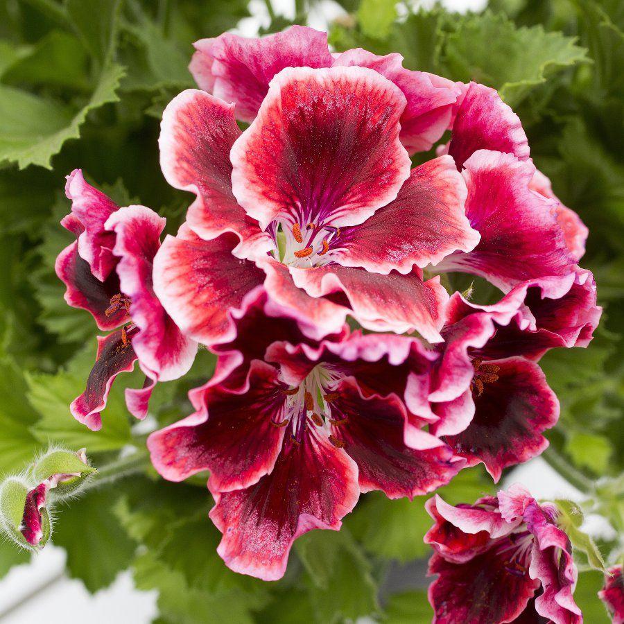 Pelargonia odmiany