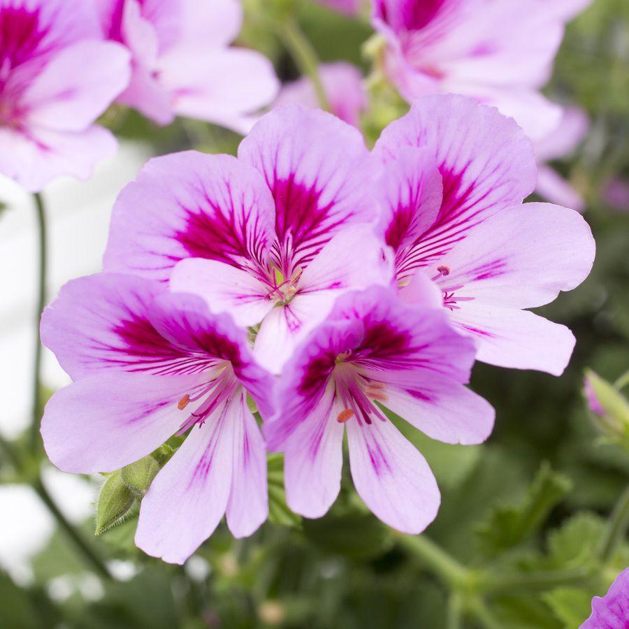 Pelargonia odmiany