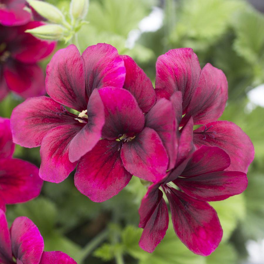 Pelargonia odmiany