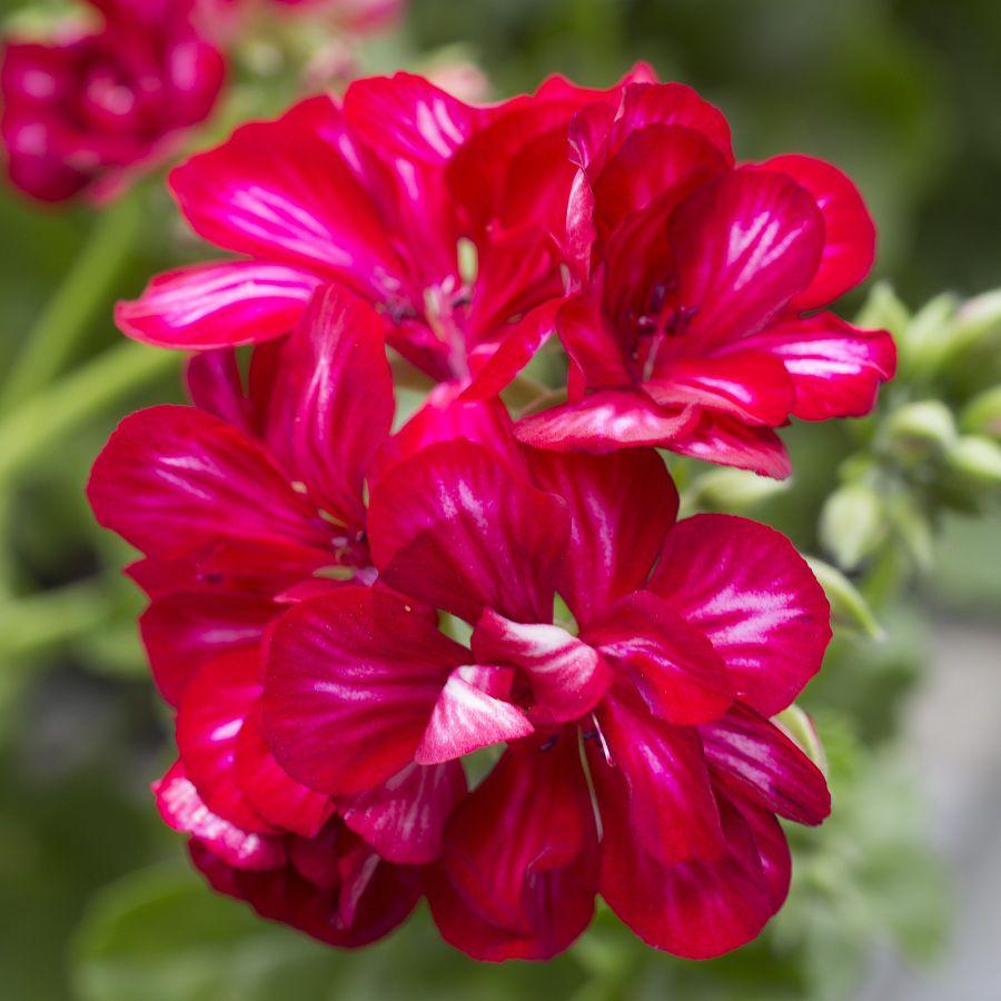 Pelargonia odmiany