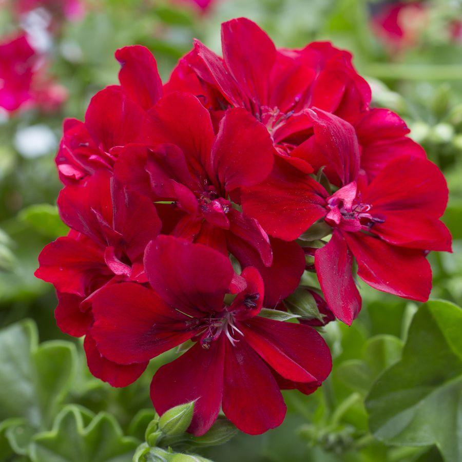 Pelargonia odmiany