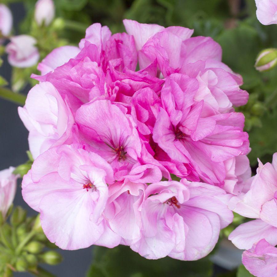 Pelargonia odmiany