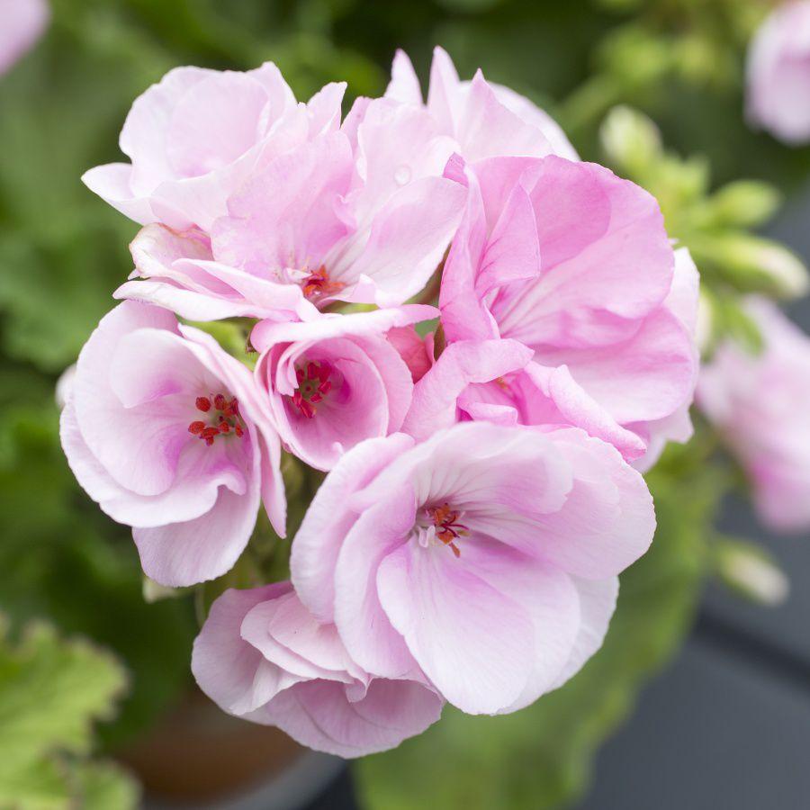 Pelargonia odmiany