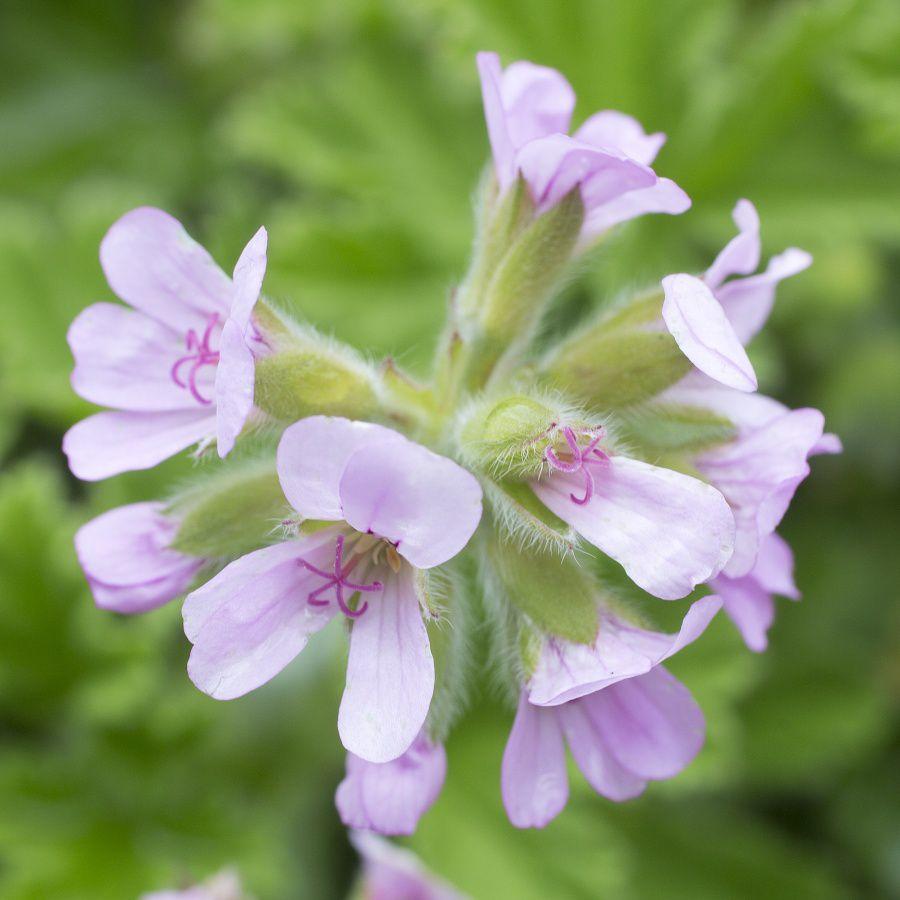 Pelargonia odmiany