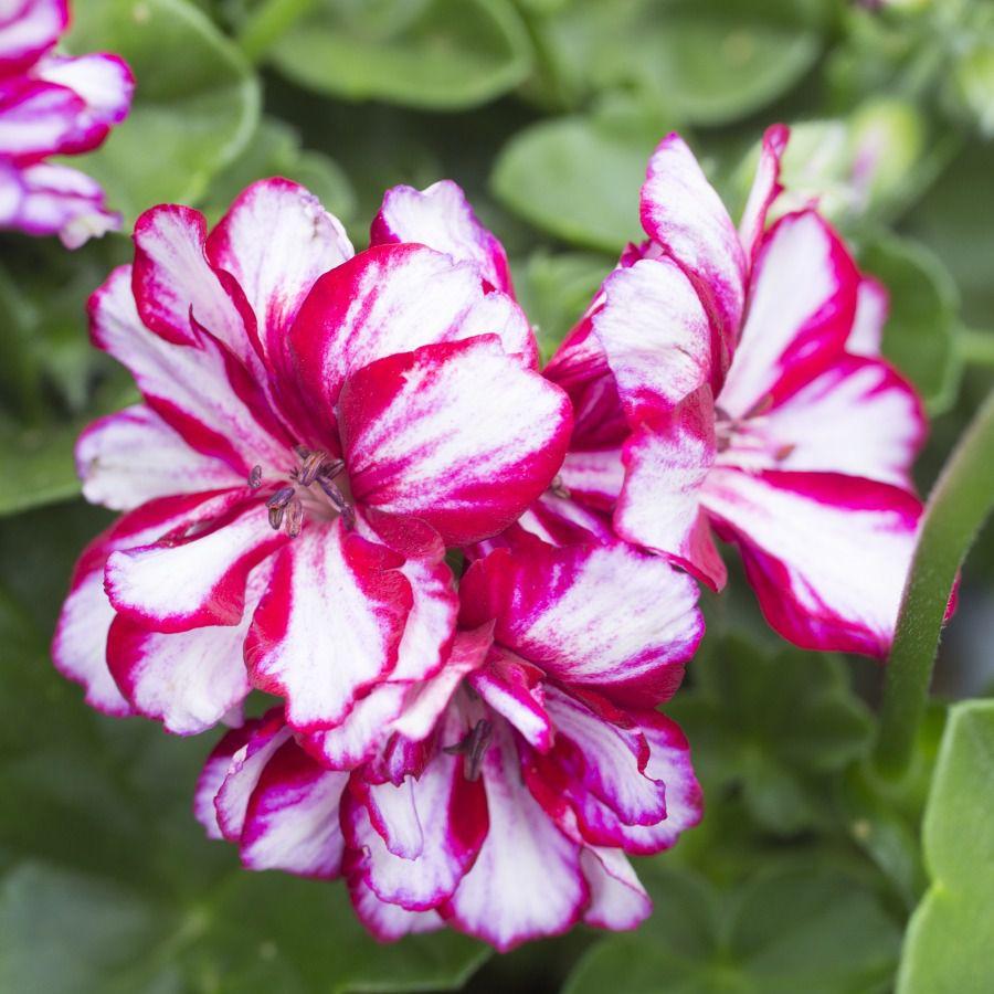 Pelargonia odmiany