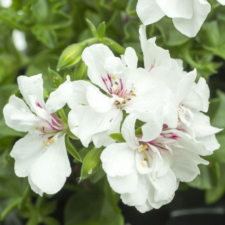 Pelargonia odmiany