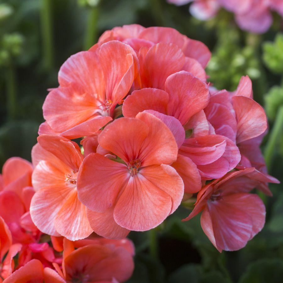 Pelargonia odmiany