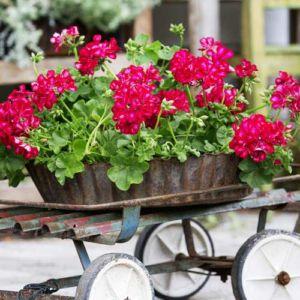 pelargonia-