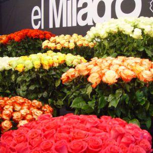 Flower Expo Polska – seminaria, szkolenia, pokazy!