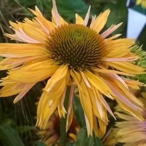 Big-Kahuna-echinacea