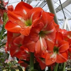 hippeastrum