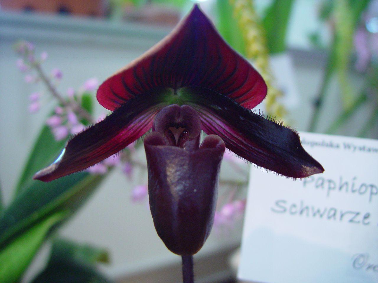 Paphiopedilum Schwarze Madonna