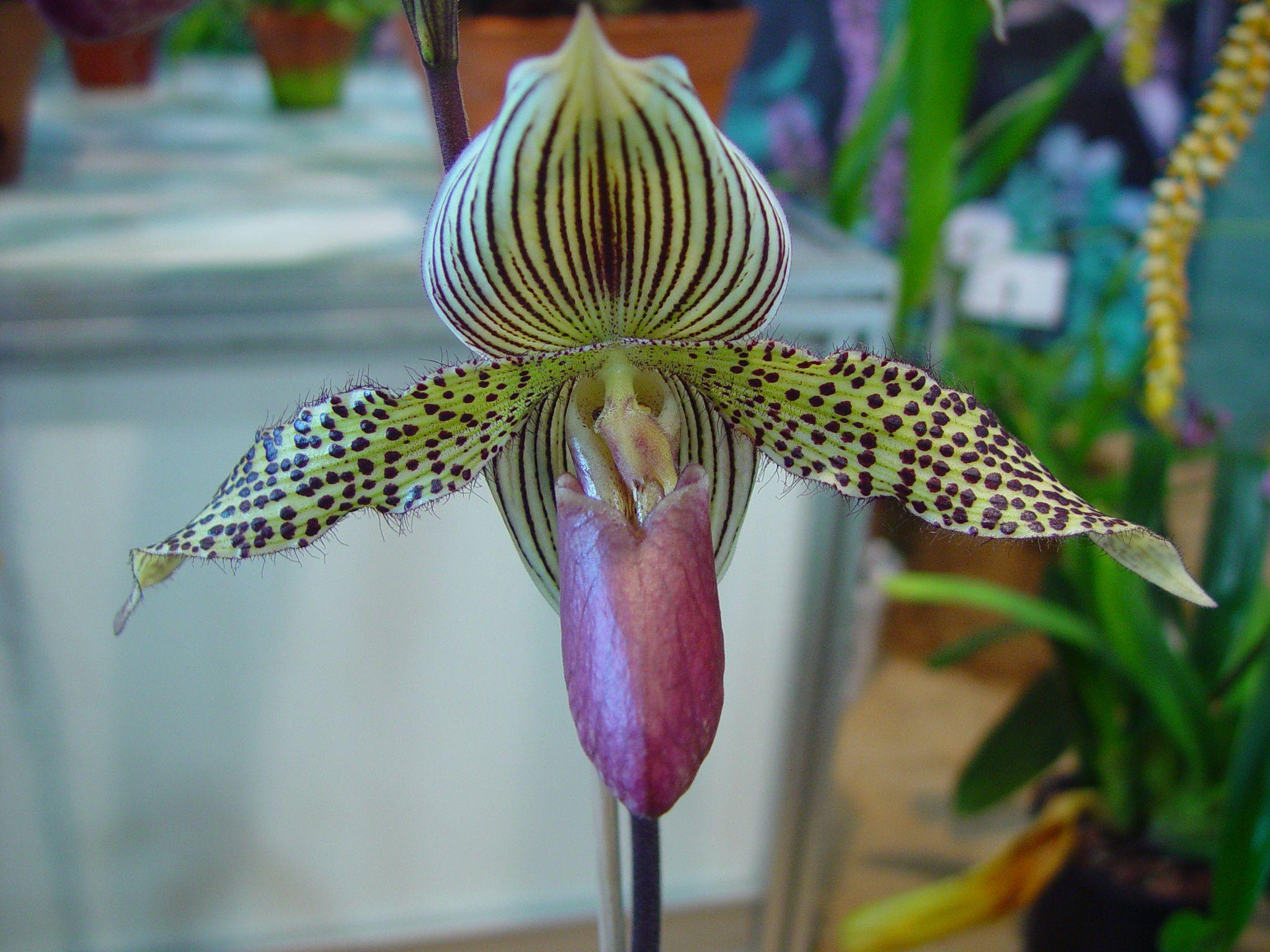 Paphiopedilum claire de lune x sukhakulii