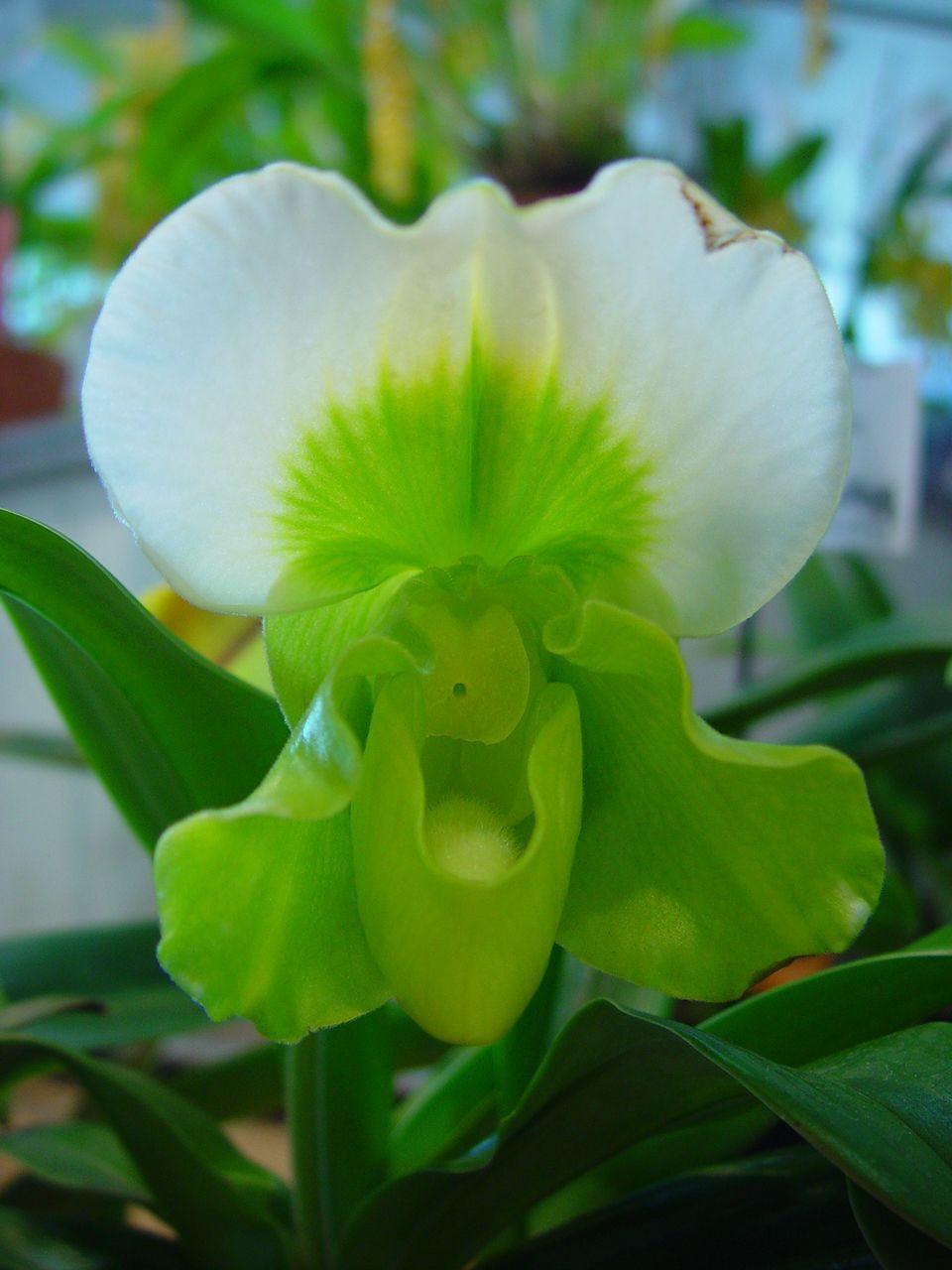 Paphiopedilum complex