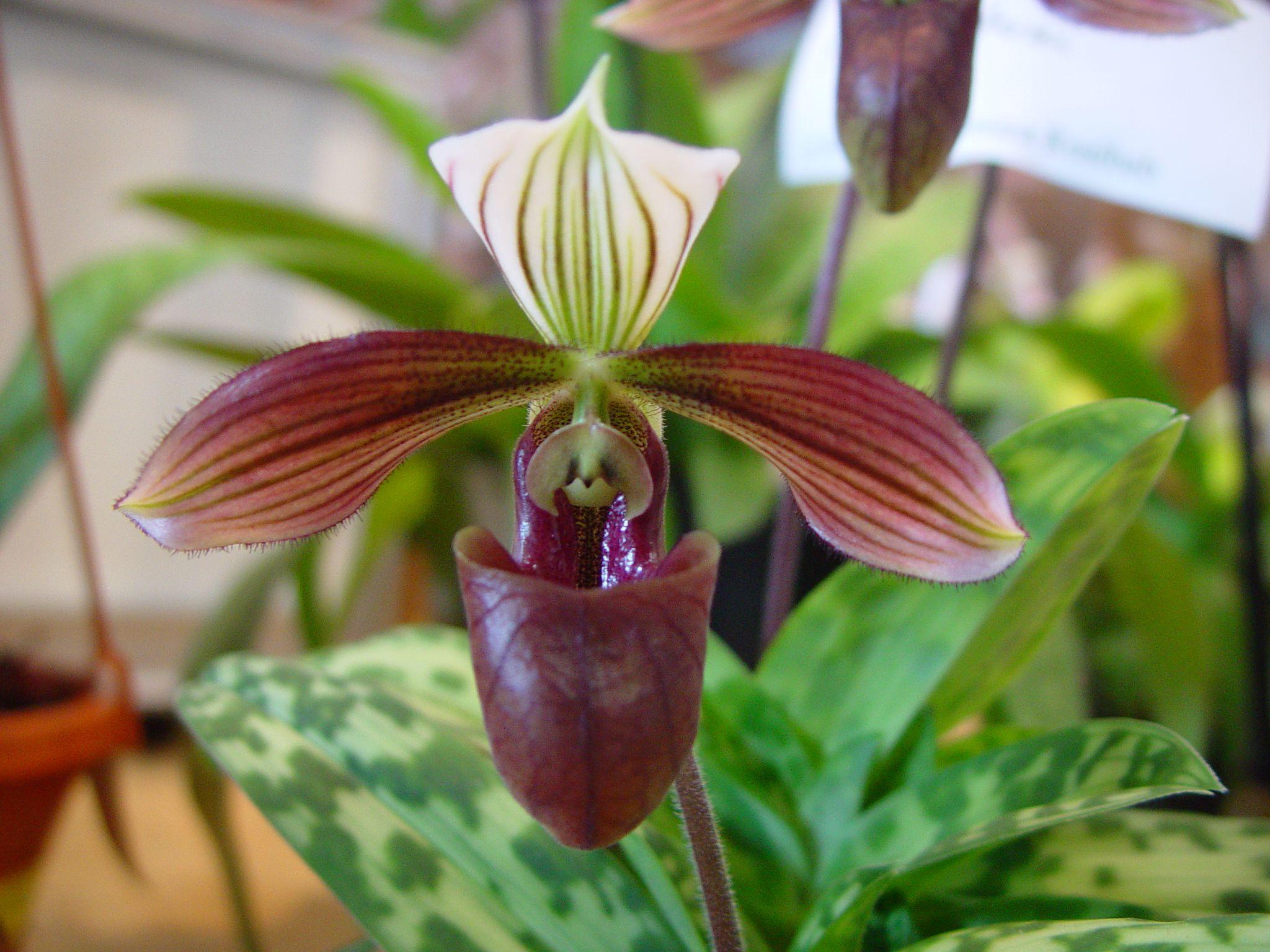 Paphiopedilum purpuratum