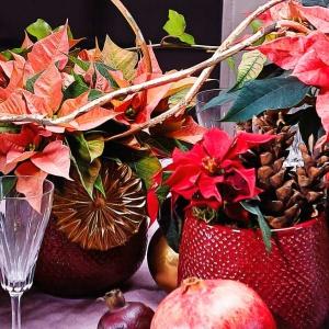Świąteczne dekoracje stołu z gwiazdą betlejemską