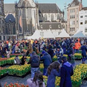 Holandia świętuje swój narodowy dzień tulipana!