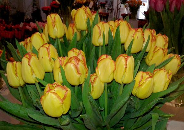 Tulipan dwubarwny  'Cape Town'