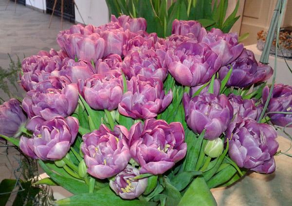 Tulipan pełny 'Purple Sky'