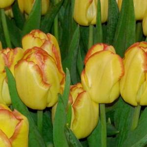 Odwiedź wystawę przepięknych tulipanów!