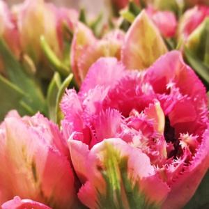 Jakie są nowe odmiany tulipanów? Na co zwracać uwagę przy zakupie tych kwiatów? Rozmowa z dr. Dariuszem Sochackim