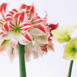 Hippeastrum, niekwestionowana gwiazda Bożego Narodzenia