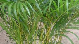 Palma Areca: roślina doniczkowa na miesiąc luty 2020