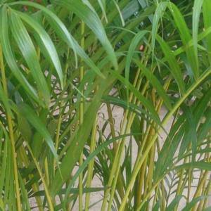 Palma Areca: roślina doniczkowa na miesiąc luty 2020