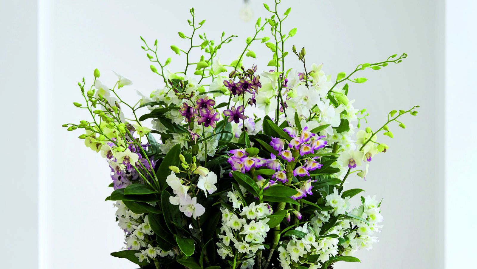 storczyk Dendrobium