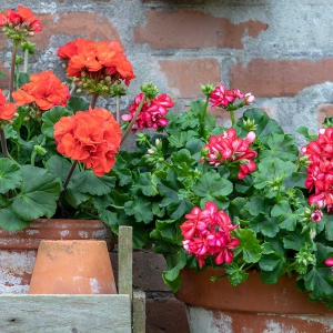 pelargonia