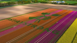 Holenderscy hodowcy tulipanów oddają cześć służbie zdrowia