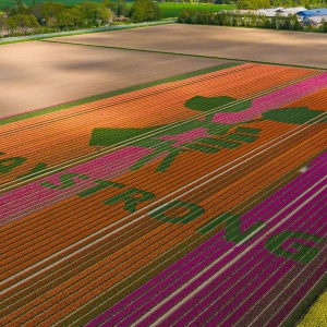 Holenderscy hodowcy tulipanów oddają cześć służbie zdrowia