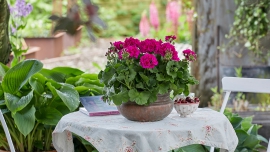 Kwiatowy raj w dobrym stylu - klasycznym, vintage czy green living. Pelargonie to wszechstronne rośliny!