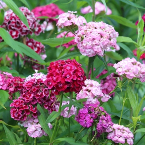 9 kwiatów idealnych do letnich bukietów i aranżacji