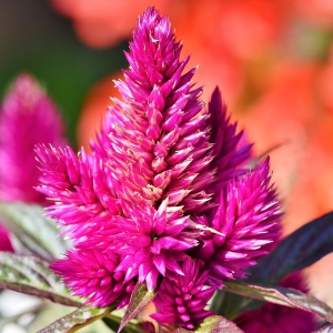 Kwiat doniczkowy na lipiec: ekstrawagancka celozja