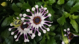 15 modnych letnich kwiatów doniczkowych, które znajdziesz w każdej hurtowni florystycznej