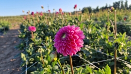 Dalia – królowa lata