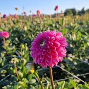 Dalia – królowa lata