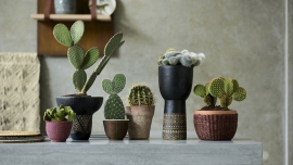 Kaktus, idealna roślina doniczkowa na sierpień!